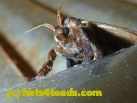 /home//u458753944/public_html/sourcegallery///Insects and small critters/butterflies and moths (Lepidoptera)/P1070353.JPG